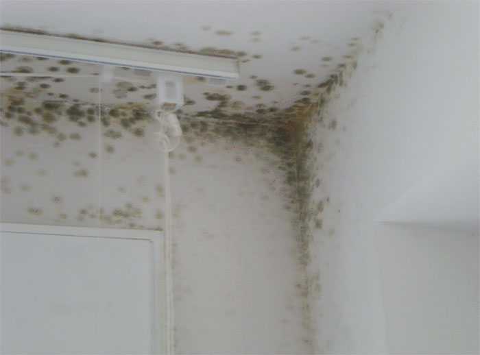 Corte De confianza Colega Diferentes tipos de humedad en las paredes - retra.es